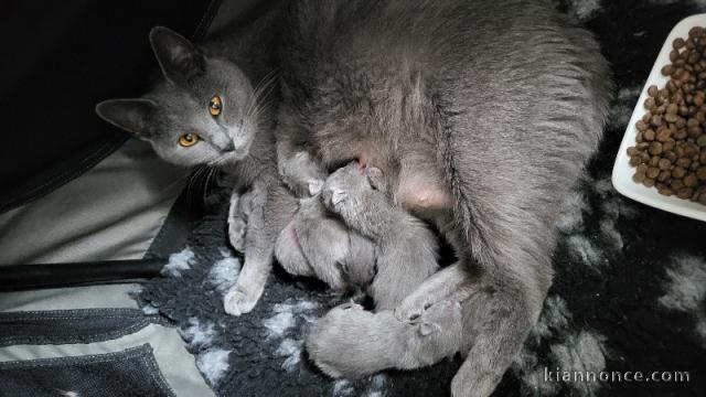 Adoption chatons chartreux disponible 