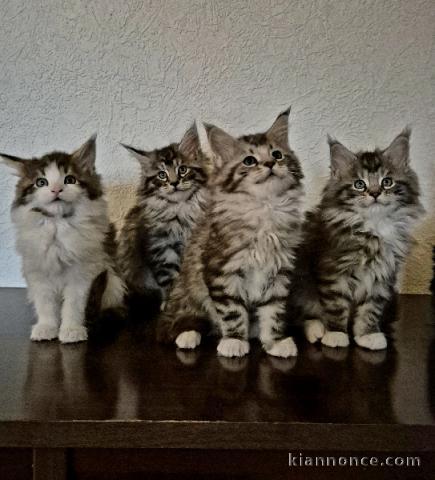 Adorable chaton Maine coon disponible 