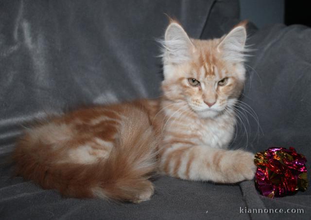 Je chatons main coon disponible 