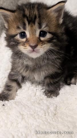 Je donner chatons main coon femelle disponible 