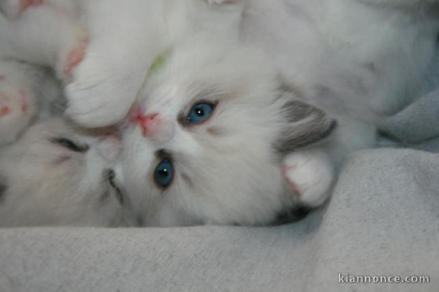 Chatons ragdoll pour adoption 