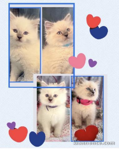 Chatons ragdoll disponible pour adoption 