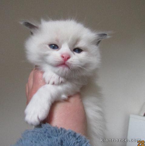 adorable chaton ragdoll à adopter 