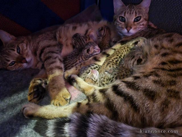 Chatons Bengal disponible pour adoption 