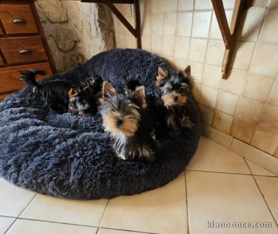 chiot Yorkshire terrier mâle et femelle disponible 