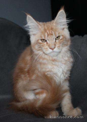 Adoption chatons maine coon disponible 