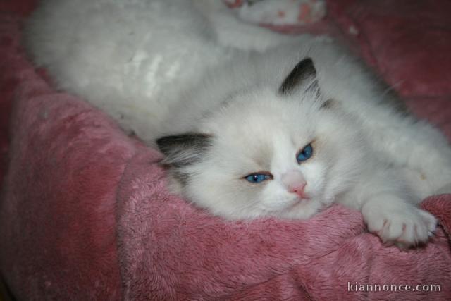 Dons chatons ragdoll disponible 