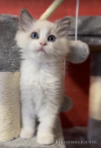 chatons ragdoll pour adoption 