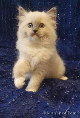 chatons ragdoll pour adoption 