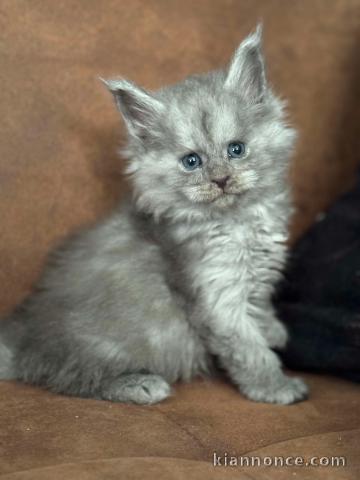 magnifique chatons Maine coon disponible 