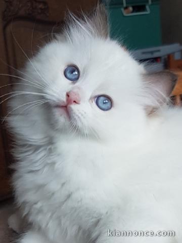 Je donner chatons ragdoll disponible 