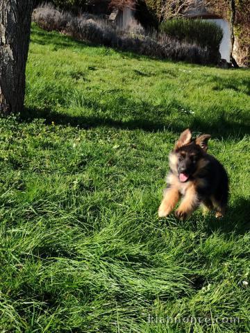 Chiot berger allemand disponible pour adoption 