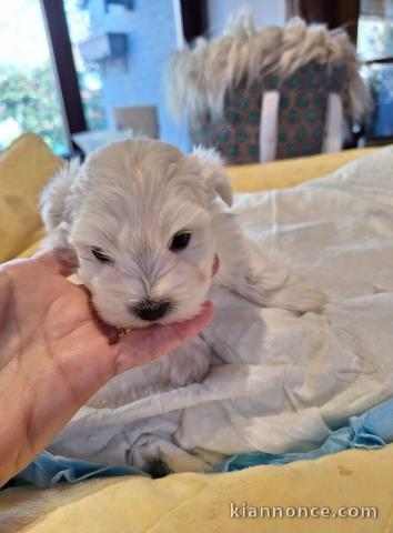 chiot bichon maltais à adopter 