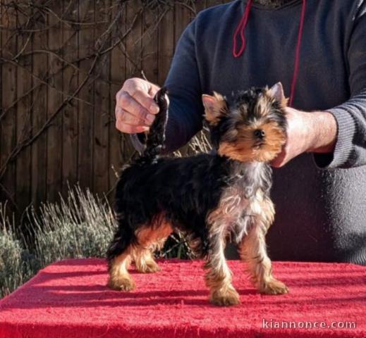 Adoption chiot Yorkshire disponible 