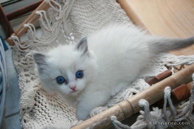 Chatons ragdoll disponible 