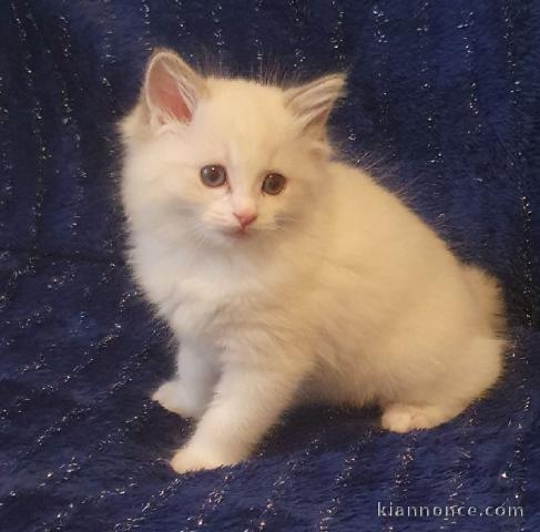 Chatons ragdoll disponible 