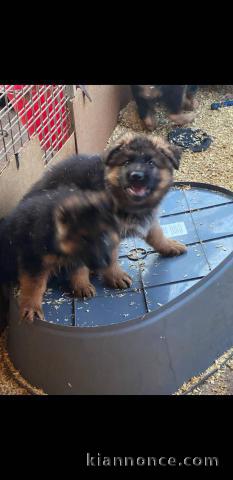 chiot berger allemand disponible 