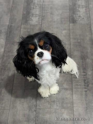 je donne des chiots cavalier king charle 