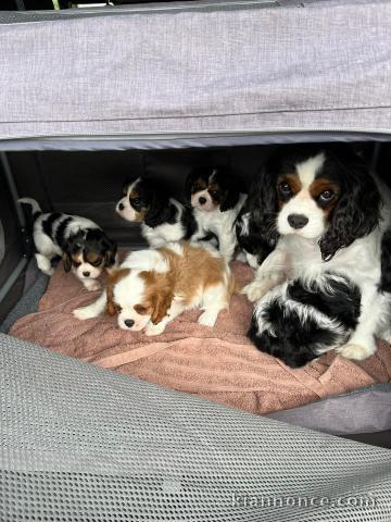 Adoption chiot cavalier king charle 