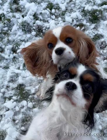 chiot cavalier king charle disponible 