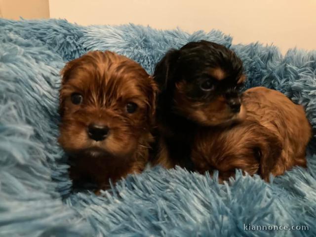 Dons chiot cavalier king charle 