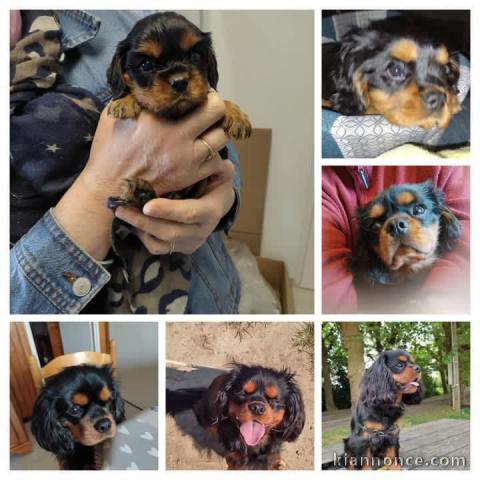 Chiot cavalier king charle disponible 