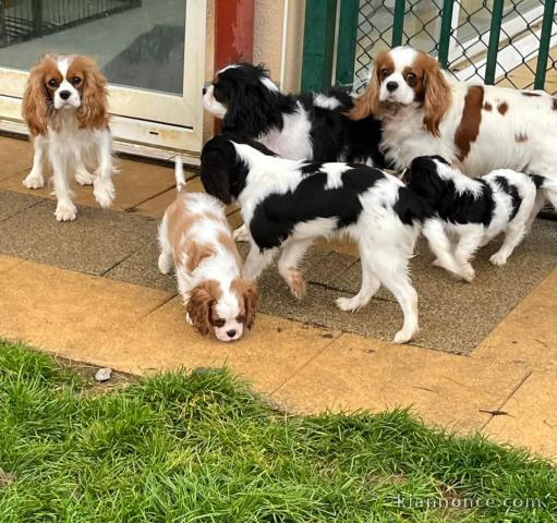 Adoption chiot cavalier king charle disponible 