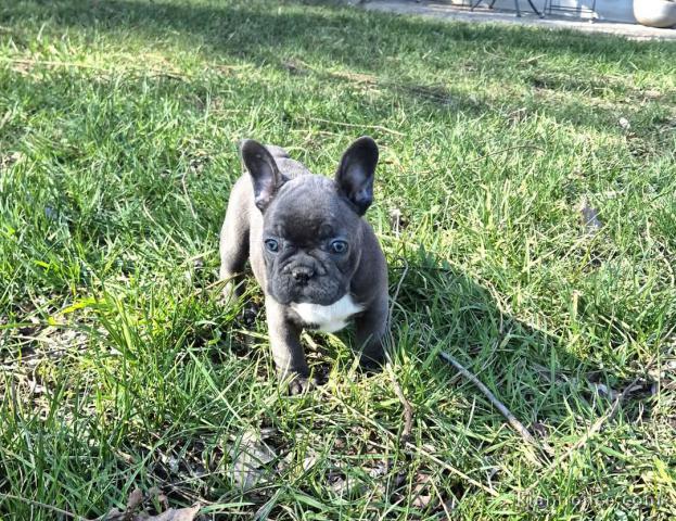 Adorable chiot bouledogue français 