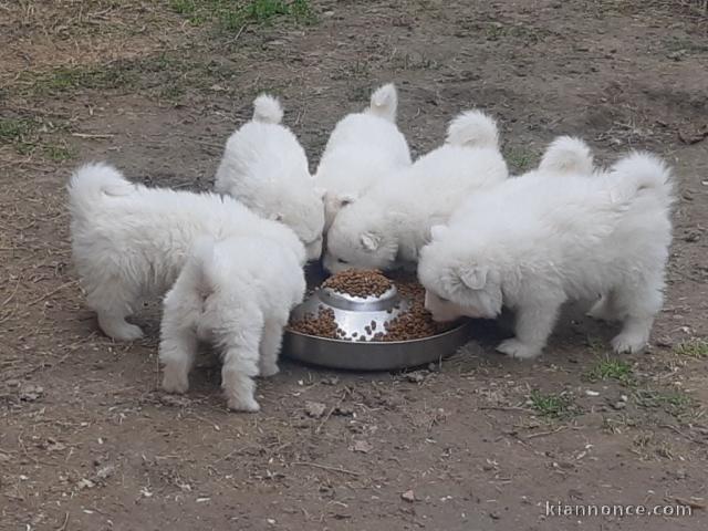 Adorable chiot samoyède disponible 