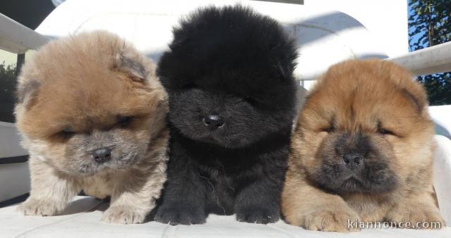 Adorable chiot chow-chow à donner 