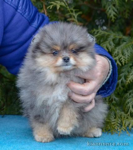 Chiot spitz allemand 