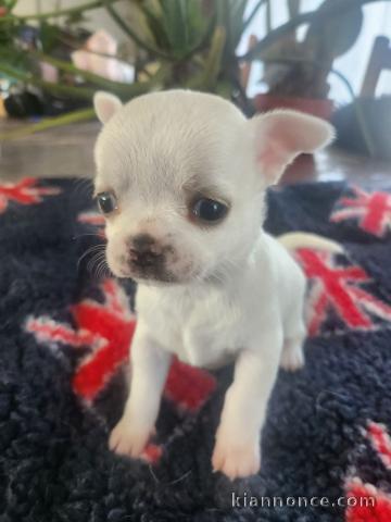 Adorable chiot chihuahua femelle 