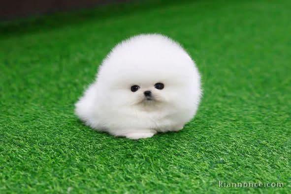 Magnifique chiot spitz nain femelle 