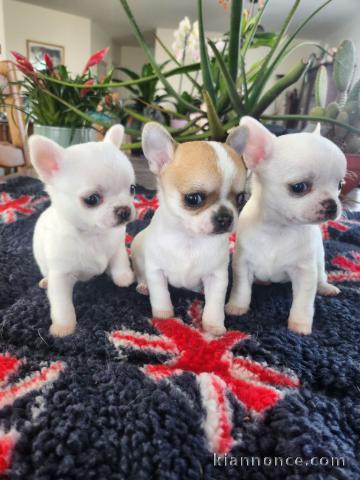 magnifique chiot chihuahua disponible 