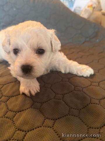 chiot bichon frisé pour compagnie 