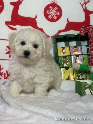 Dons chiot bichon frisé femelle disponible 