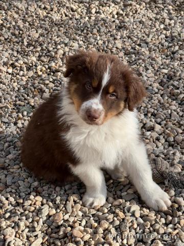 chiot berger australien disponible 