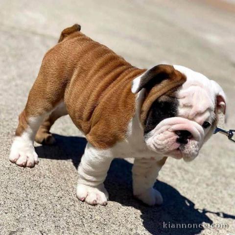 Adoption chiot bulldog anglais 