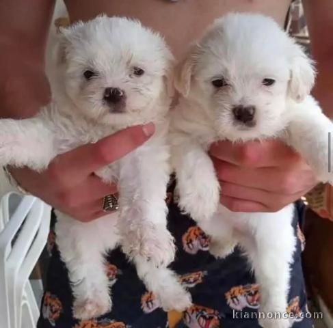 chiot bichon maltais à adopter 