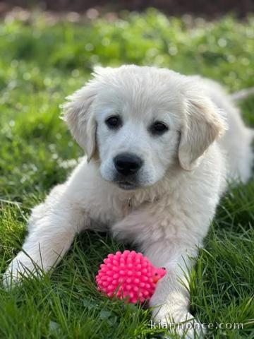 chiot golden retriever mâle à donner 