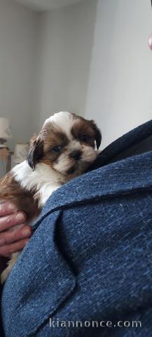 chiot Shih Tzu sont disponible 