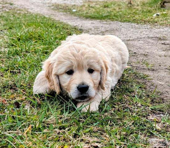 chiot golden retriever pour adoption 