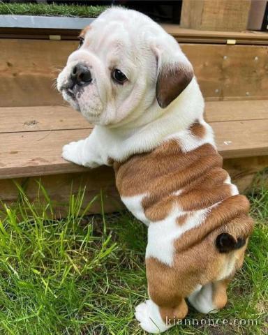 Adoption chiot bulldog anglais lof