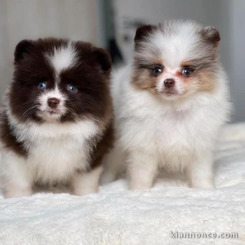 Adorable chiot spitz nain Poméranie 