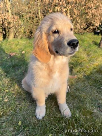 chiot golden retriever pour adoption 