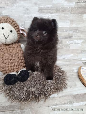 Je donner chiot spitz allemand 