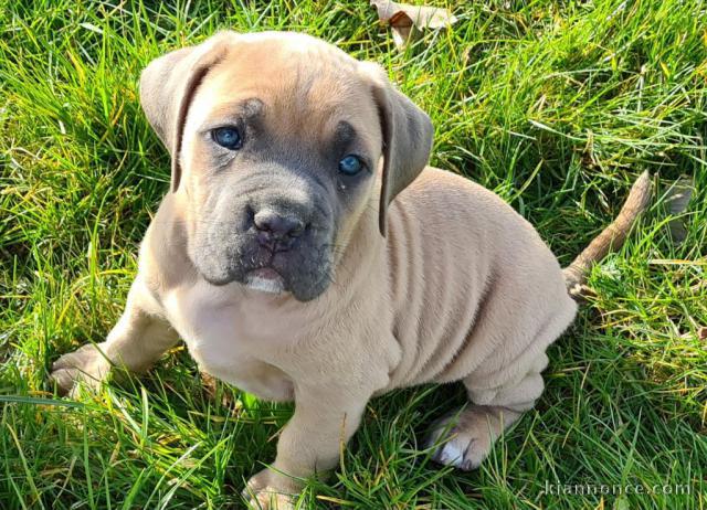 Chiot cane Corso mâle disponible à adopter 