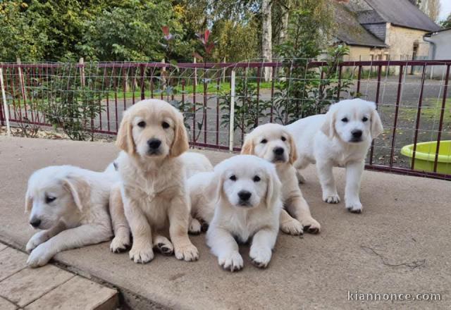 chiot golden retriever pour adoption 