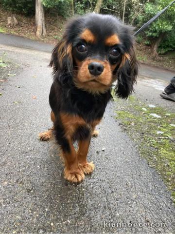 Je donne chiot cavalier king charle disponible 