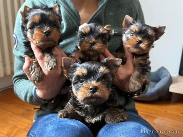 chiot Yorkshire terrier disponible 